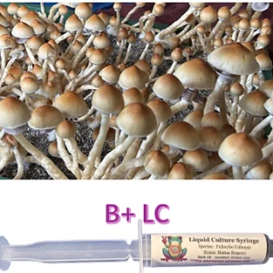 b+ mushroom liquid culture syringe