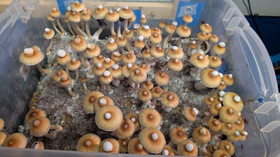 b+ mushroom liquid culture syringe