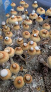 b+ mushroom liquid culture syringe