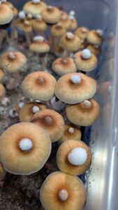 b+ mushroom liquid culture syringe