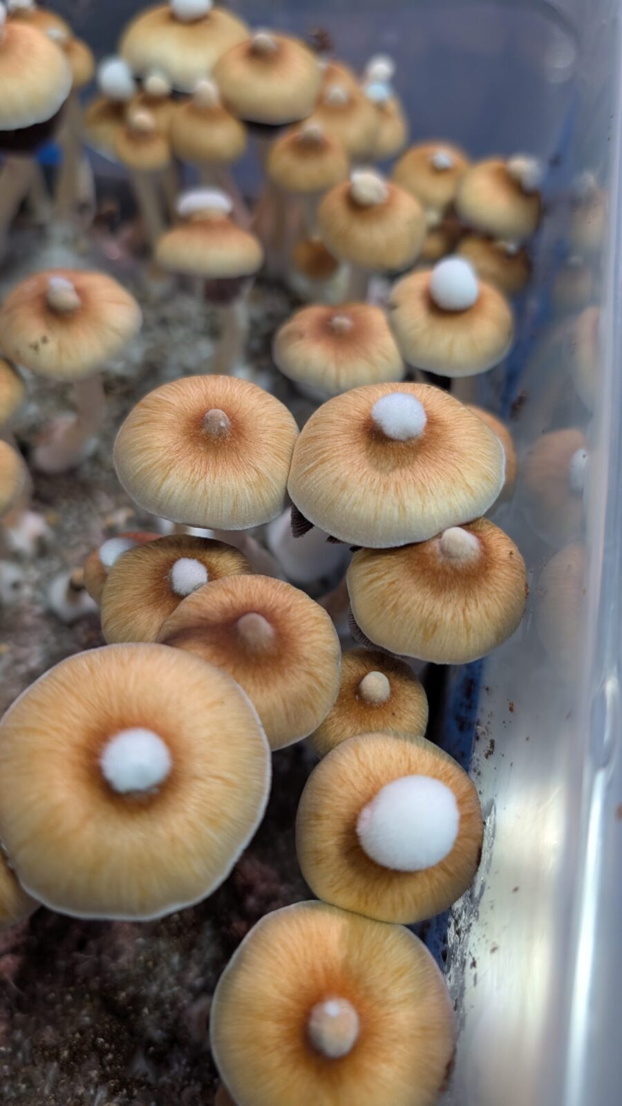 b+ mushroom liquid culture syringe