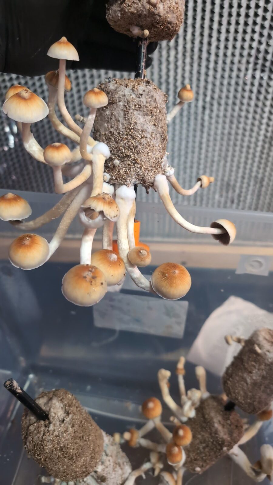 b+ mushroom liquid culture syringe