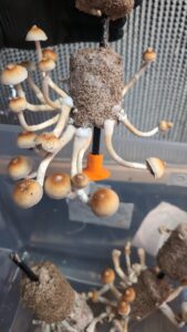 b+ mushroom liquid culture syringe