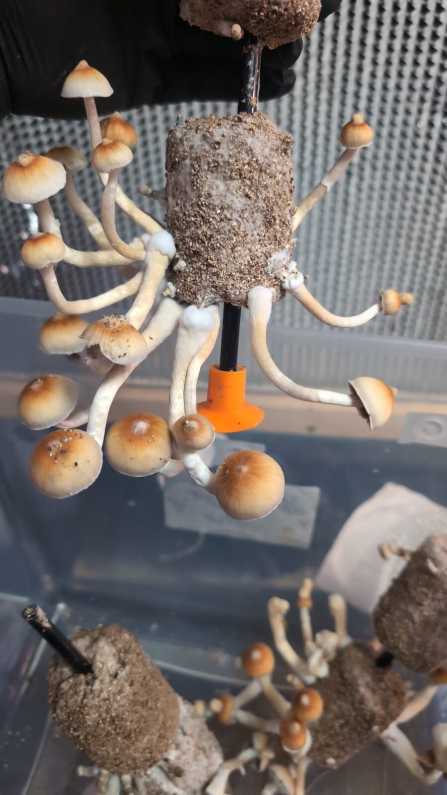 b+ mushroom liquid culture syringe