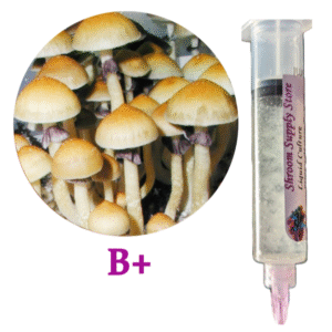 b+ mushroom liquid culture syringe