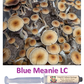 blue meanie liquid culture syringe