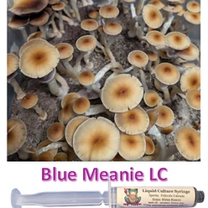 blue meanie liquid culture syringe