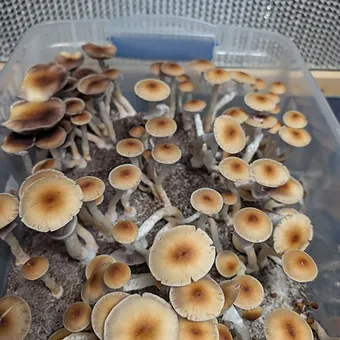 blue meanie liquid culture syringe