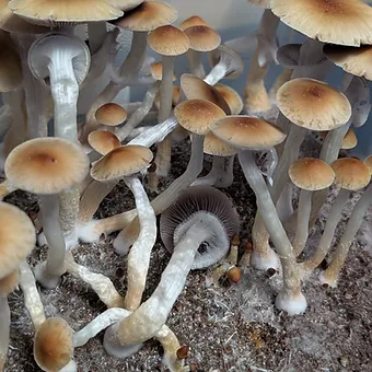 blue meanie liquid culture syringe