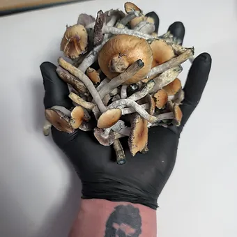 blue meanie liquid culture syringe