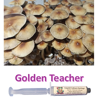 golden teacher liquid culture syringe