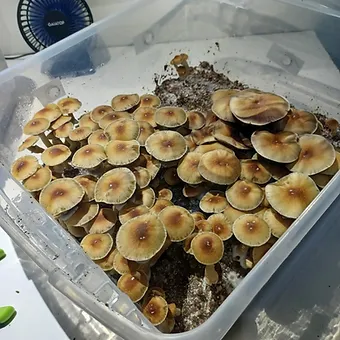 golden teacher liquid culture syringe