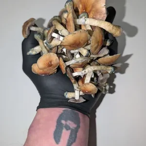 golden teacher liquid culture syringe