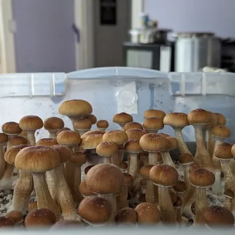 jedi mind fuck liquid culture syringe