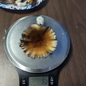 matias romero liquid culture syringe