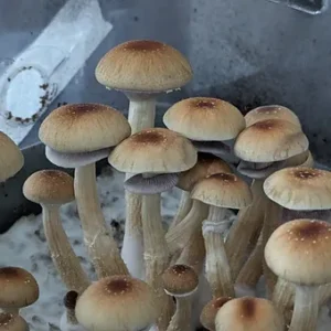 matias romero liquid culture syringe