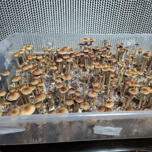 matias romero liquid culture syringe