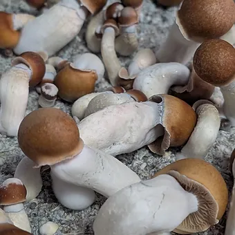 penis envy liquid culture syringe