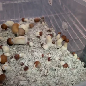 penis envy liquid culture syringe