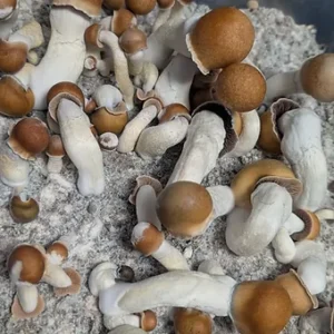 penis envy liquid culture syringe