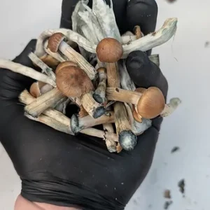 penis envy liquid culture syringe