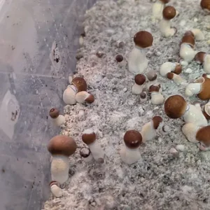 penis envy liquid culture syringe