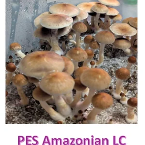 pes amazonian liquid culture syringe