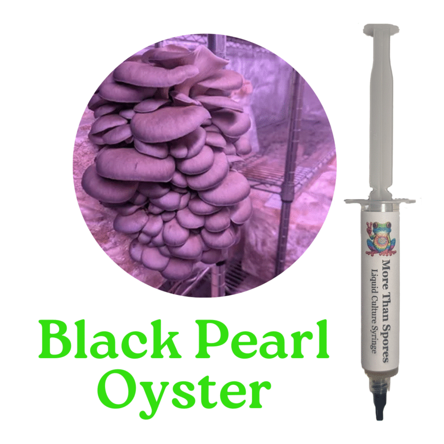 Black Pearl Oyster Liquid Culture Syringe