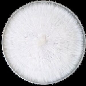 Fully Colonized Agar Plate