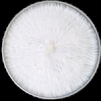 Fully Colonized Agar Plate