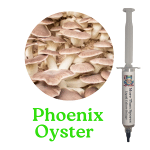 Phoenix Oyster Liquid Culture Syringe